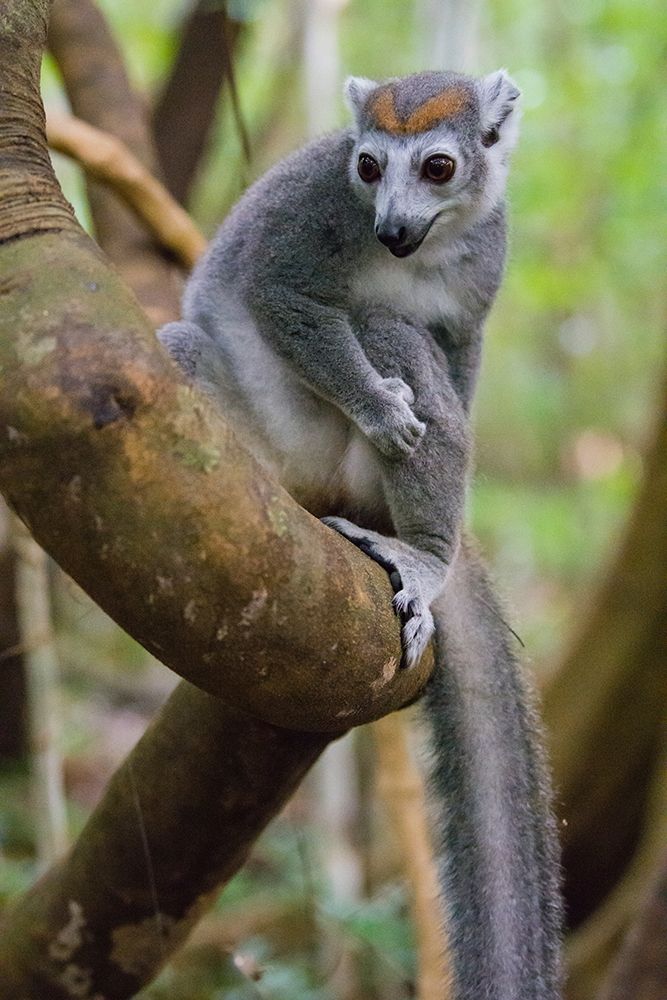 Madagascar-Ankarana-Ankarana Reserve Crowned lemur in a tree